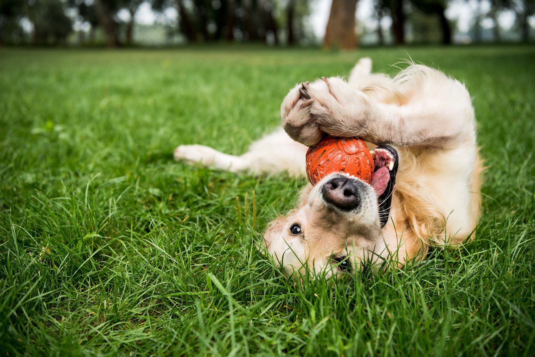 pets at